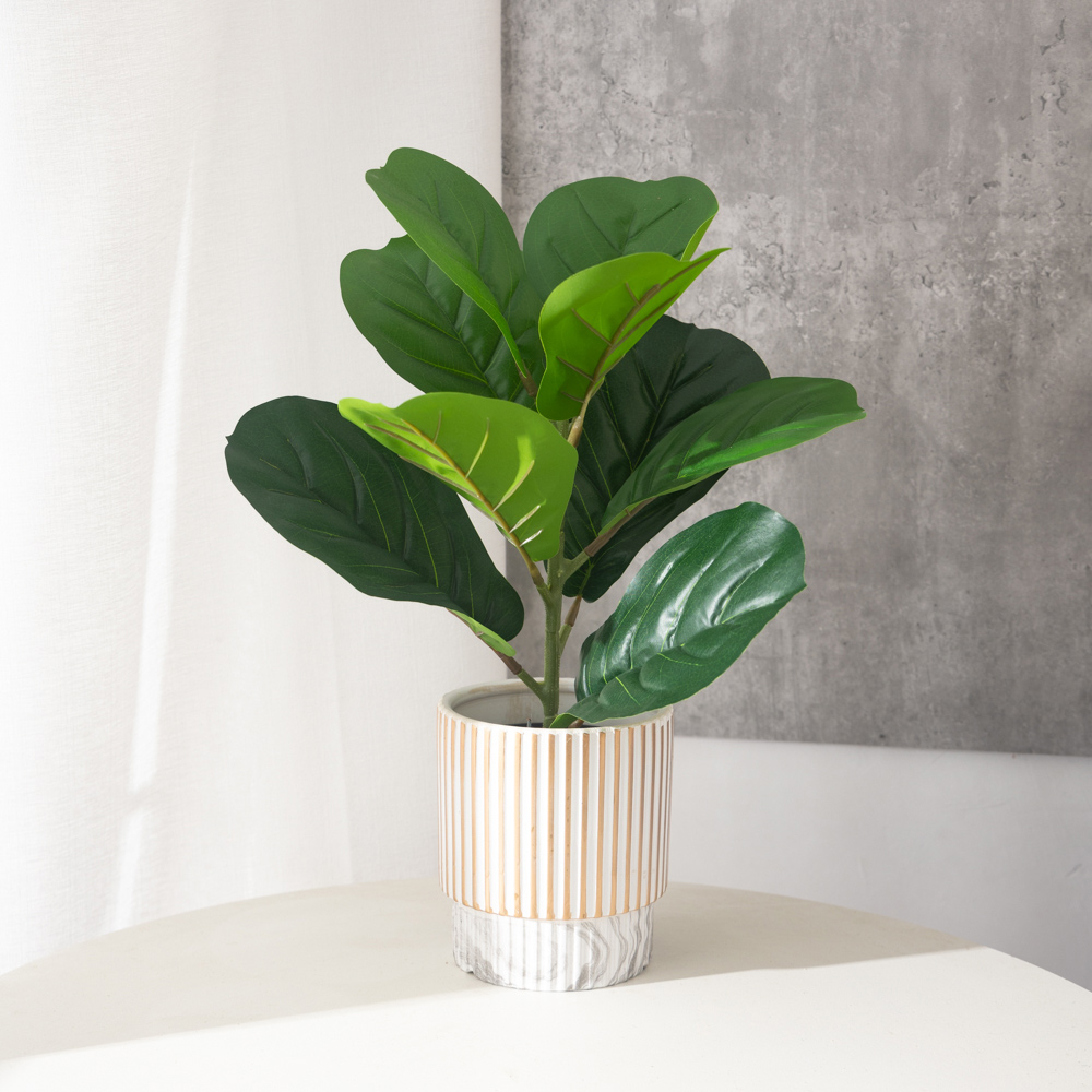 Ficus Lyrata Tree - 38 centimetri 9 Forchette Piante Ficus