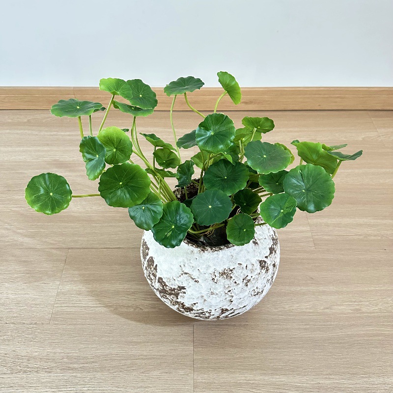 Pilea Peperomioides - 2 pezzi di foglie finte artificiali