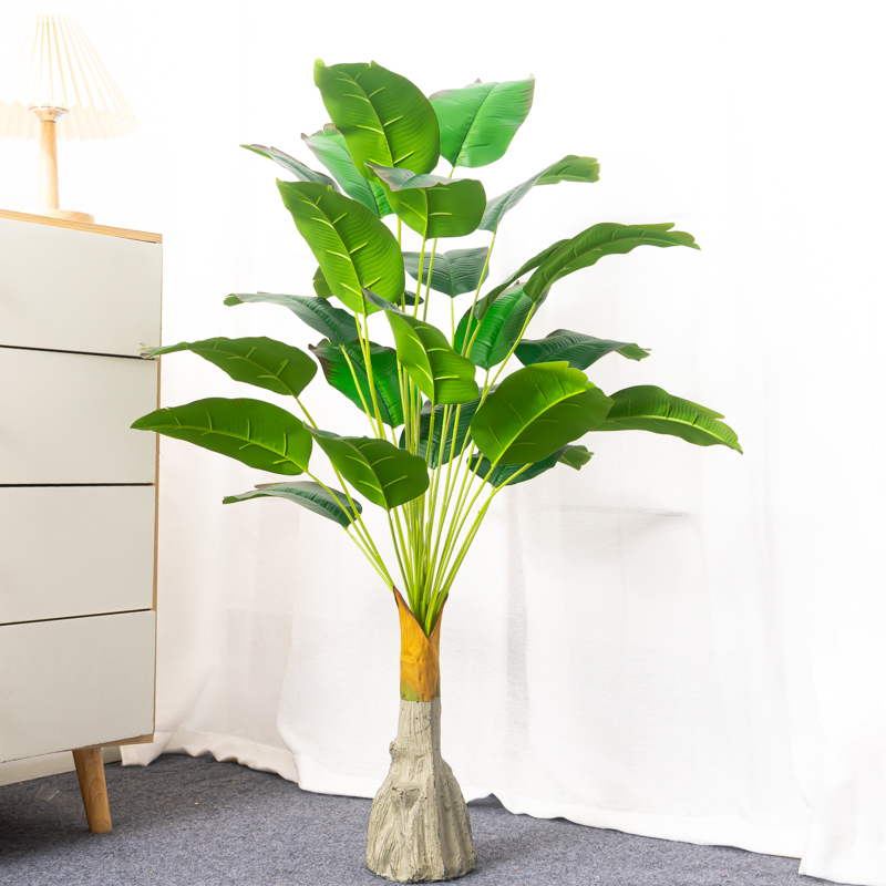 100cm 24 teste albero di Banan - Dracaena Marginata recensione e prezzo