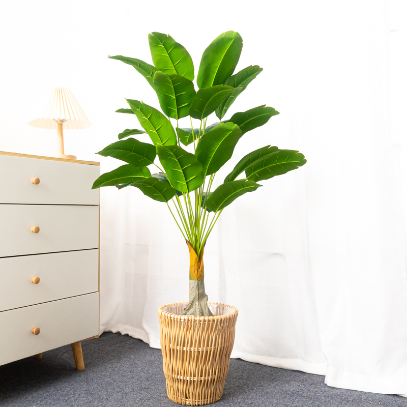 100cm 24 teste albero di Banan - Dracaena Marginata recensione e prezzo
