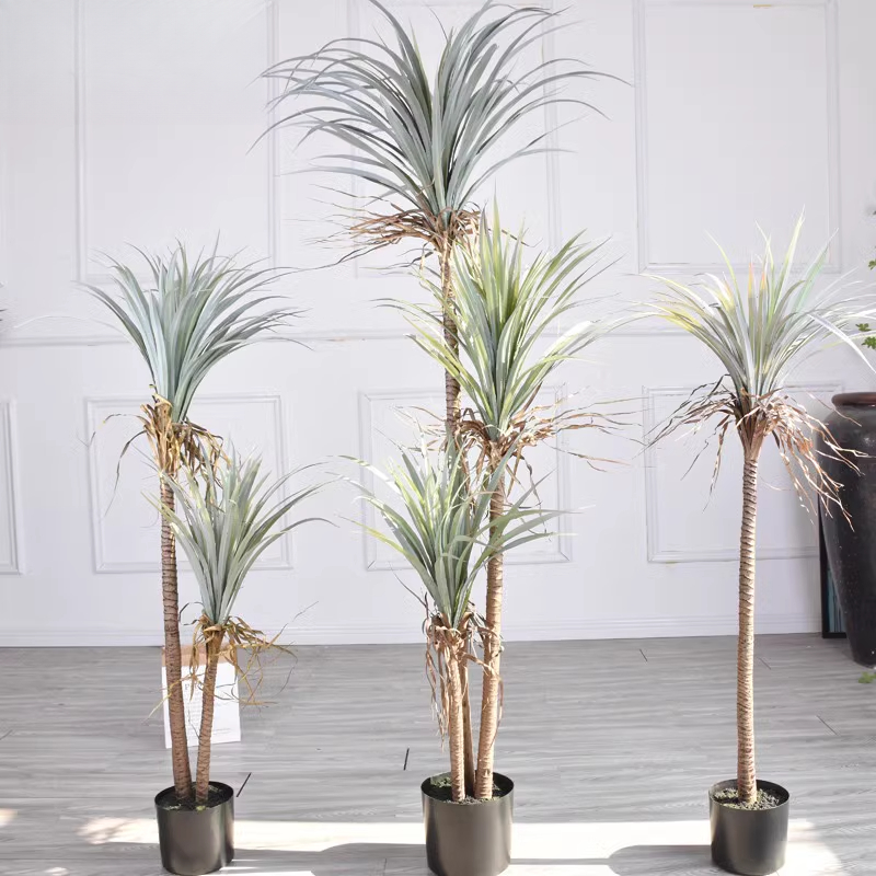Sangue di drago Yucca Pianta a - Dracaena Marginata recensione e prezzo