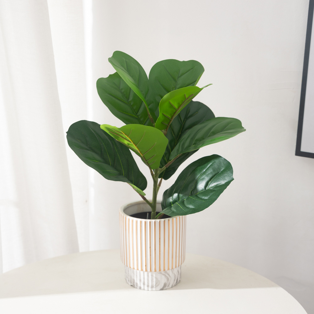 38 centimetri 9 Forchette Pian - Ficus Lyrata Tree recensione e prezzo