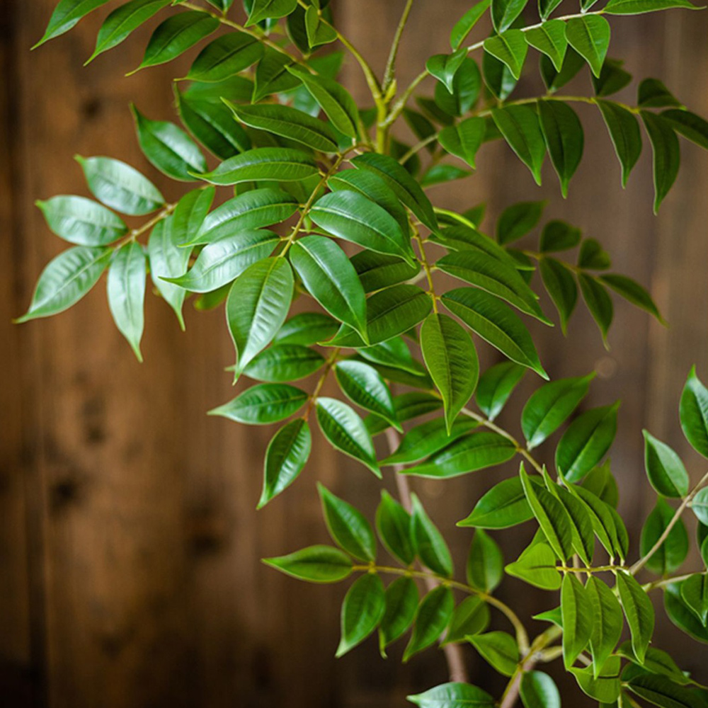 76-140 cm Grande ramo di alber - Ficus Lyrata Tree recensione e prezzo