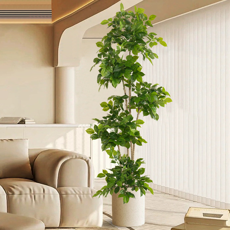 2-78 pollici grandi piante fin - Dracaena Marginata recensione e prezzo