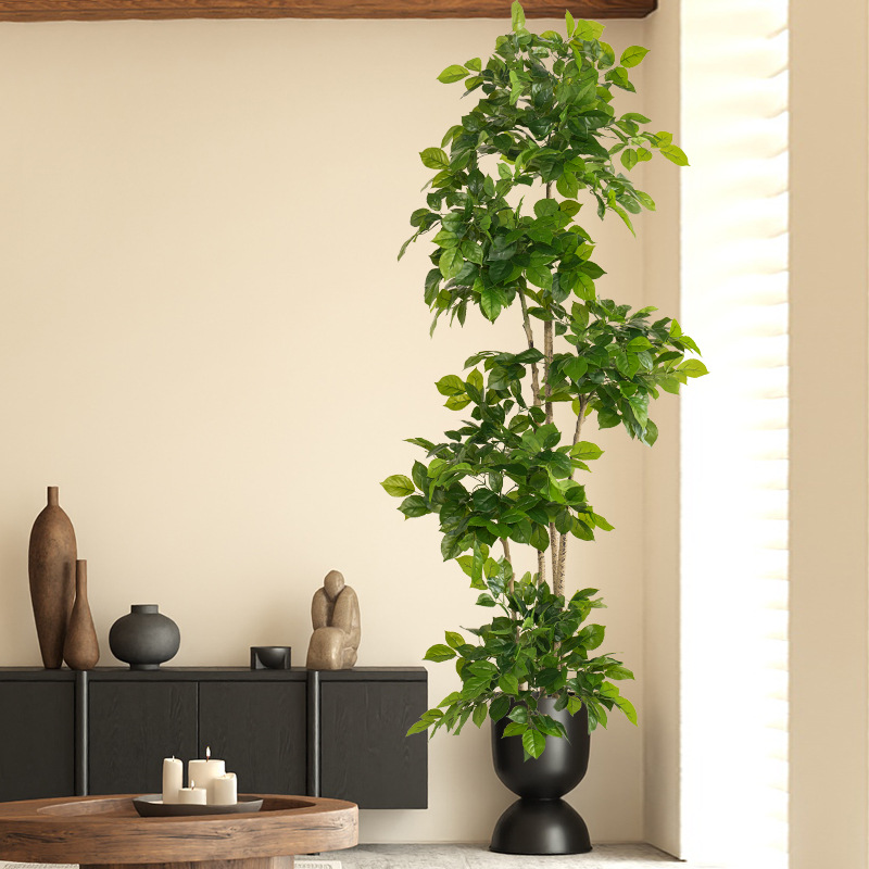 2-78 pollici grandi piante fin - Dracaena Marginata recensione e prezzo