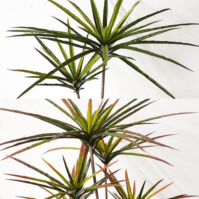 90-120 cm Grandi Piante Dracae - Ficus Lyrata Tree recensione e prezzo