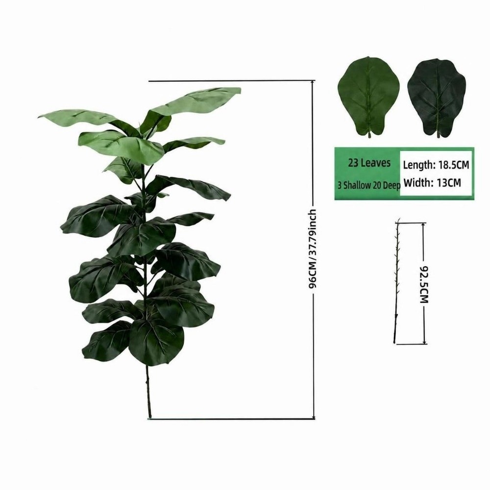 9/15/23 Foglie di Ficus Lyrata - Ficus Lyrata Tree recensione e prezzo