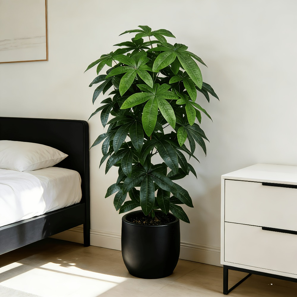 Albero della Fortuna Artificia - Dracaena Marginata recensione e prezzo